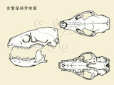 文件名稱:5263食蟹獴的頭骨標本繪...