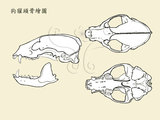 文件名稱:5271狗獾的頭骨繪圖