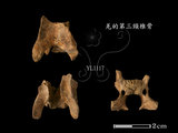 文件名稱:5282羌的第三頸椎骨標本...