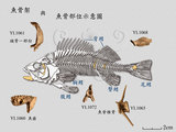 文件名稱:5341-魚類骨骼標本