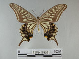 中文名:柑橘鳳蝶(1282-16857)學名:Papilio xuthus Linnaeus, 1767(1282-16857)