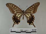 中文名:柑橘鳳蝶(1282-16857)學名:Papilio xuthus Linnaeus, 1767(1282-16857)