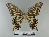 中文名:柑橘鳳蝶(1282-18429)學名:Papilio xuthus Linnaeus, 1767(1282-18429)