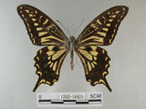 中文名:柑橘鳳蝶(1282-18429)學名:Papilio xuthus Linnaeus, 1767(1282-18429)