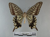 中文名:柑橘鳳蝶(1282-18231)學名:Papilio xuthus Linnaeus, 1767(1282-18231)