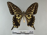 中文名:柑橘鳳蝶(1282-18231)學名:Papilio xuthus Linnaeus, 1767(1282-18231)