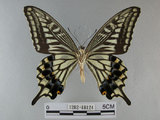 中文名:柑橘鳳蝶(1282-18124)學名:Papilio xuthus Linnaeus, 1767(1282-18124)