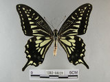 中文名:柑橘鳳蝶(1282-18124)學名:Papilio xuthus Linnaeus, 1767(1282-18124)