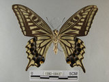 中文名:柑橘鳳蝶(1282-18437)學名:Papilio xuthus Linnaeus, 1767(1282-18437)