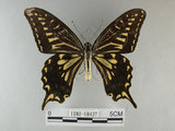 中文名:柑橘鳳蝶(1282-18437)學名:Papilio xuthus Linnaeus, 1767(1282-18437)