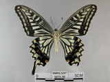 中文名:柑橘鳳蝶(3872-36)學名:Papilio xuthus Linnaeus, 1767(3872-36)