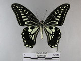 中文名:柑橘鳳蝶(3872-36)學名:Papilio xuthus Linnaeus, 1767(3872-36)