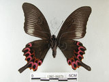 中文名:雙環鳳蝶(1282-16979)學名:Papilio hopponis Matsumura, 1907(1282-16979)