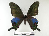 中文名:雙環鳳蝶(1282-16979)學名:Papilio hopponis Matsumura, 1907(1282-16979)