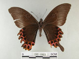 中文名:雙環鳳蝶(1282-16821)學名:Papilio hopponis Matsumura, 1907(1282-16821)