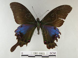 中文名:雙環鳳蝶(1282-16821)學名:Papilio hopponis Matsumura, 1907(1282-16821)