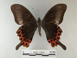 中文名:雙環鳳蝶(1282-17054)學名:Papilio hopponis Matsumura, 1907(1282-17054)