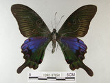 中文名:雙環鳳蝶(1282-17054)學名:Papilio hopponis Matsumura, 1907(1282-17054)