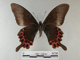 中文名:雙環鳳蝶(1282-16820)學名:Papilio hopponis Matsumura, 1907(1282-16820)