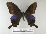 中文名:雙環鳳蝶(1282-16820)學名:Papilio hopponis Matsumura, 1907(1282-16820)