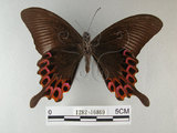 中文名:雙環鳳蝶(1282-16869)學名:Papilio hopponis Matsumura, 1907(1282-16869)