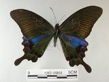 中文名:雙環鳳蝶(1282-16869)學名:Papilio hopponis Matsumura, 1907(1282-16869)