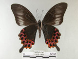 中文名:雙環鳳蝶(2909-1495)學名:Papilio hopponis Matsumura, 1907(2909-1495)