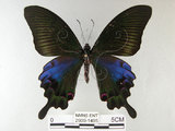 中文名:雙環鳳蝶(2909-1495)學名:Papilio hopponis Matsumura, 1907(2909-1495)