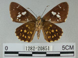 中文名:白鬚小黃紋弄蝶 (1282-20851)學名:Celaenorrhinus ratna Fruhstorfer, 1909(1282-20851)