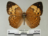 中文名:台灣黃斑蛺蝶(592-5)學名:Cupha erymanthis (Drury, 1773)(592-5)