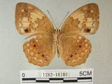 中文名:台灣黃斑蛺蝶(1282-18180)學名:Cupha erymanthis (Drury, 1773)(1282-18180)