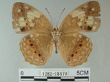 中文名:台灣黃斑蛺蝶(1282-18479)學名:Cupha erymanthis (Drury, 1773)(1282-18479)