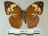 中文名:台灣黃斑蛺蝶(2489-15)學名:Cupha erymanthis (Drury, 1773)(2489-15)