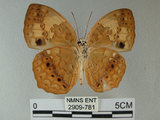 中文名:台灣黃斑蛺蝶(2909-781)學名:Cupha erymanthis (Drury, 1773)(2909-781)