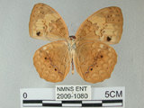 中文名:台灣黃斑蛺蝶(2909-1080)學名:Cupha erymanthis (Drury, 1773)(2909-1080)