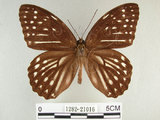 中文名:白條斑蔭蝶(1282-21016)學名:Penthema formosana (Rothschild, 1898)(1282-21016)