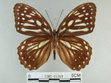 中文名:白條斑蔭蝶(1282-21309)學名:Penthema formosana (Rothschild, 1898)(1282-21309)