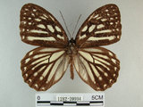 中文名:白條斑蔭蝶(1282-20994)學名:Penthema formosana (Rothschild, 1898)(1282-20994)