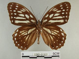中文名:白條斑蔭蝶(1282-21357)學名:Penthema formosana (Rothschild, 1898)(1282-21357)