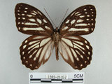中文名:白條斑蔭蝶(1282-21357)學名:Penthema formosana (Rothschild, 1898)(1282-21357)