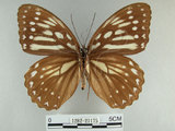 中文名:白條斑蔭蝶(1282-21175)學名:Penthema formosana (Rothschild, 1898)(1282-21175)