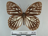 中文名:白條斑蔭蝶(1282-21462)學名:Penthema formosana (Rothschild, 1898)(1282-21462)