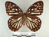 中文名:白條斑蔭蝶(1282-21160)學名:Penthema formosana (Rothschild, 1898)(1282-21160)