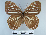 中文名:白條斑蔭蝶(1282-21522)學名:Penthema formosana (Rothschild, 1898)(1282-21522)