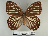 中文名:白條斑蔭蝶(1282-21522)學名:Penthema formosana (Rothschild, 1898)(1282-21522)