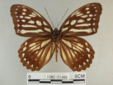 中文名:白條斑蔭蝶(1282-21489)學名:Penthema formosana (Rothschild, 1898)(1282-21489)