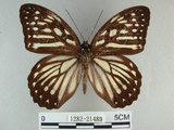 中文名:白條斑蔭蝶(1282-21489)學名:Penthema formosana (Rothschild, 1898)(1282-21489)