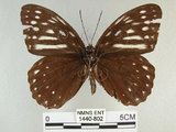 中文名:白條斑蔭蝶(1440-802)學名:Penthema formosana (Rothschild, 1898)(1440-802)