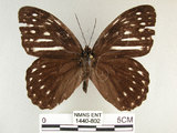 中文名:白條斑蔭蝶(1440-802)學名:Penthema formosana (Rothschild, 1898)(1440-802)