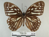 中文名:白條斑蔭蝶(2949-388)學名:Penthema formosana (Rothschild, 1898)(2949-388)